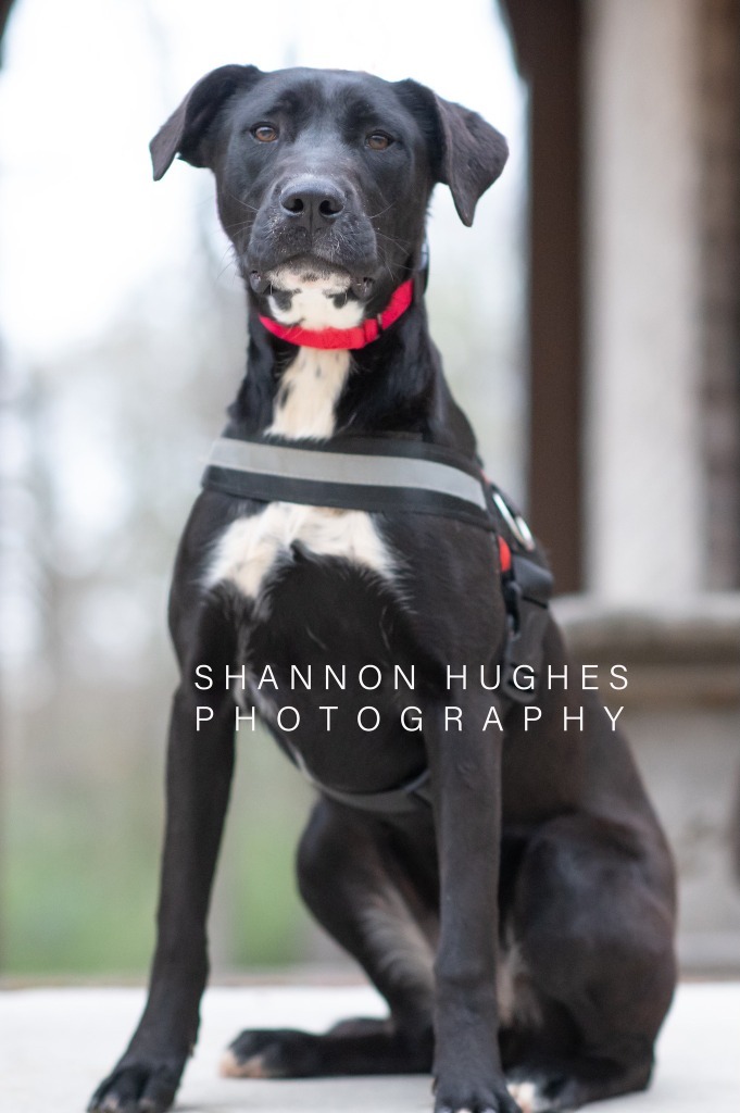 Iris, an adoptable Labrador Retriever, Dogo Argentino in Macon, GA, 31210 | Photo Image 1