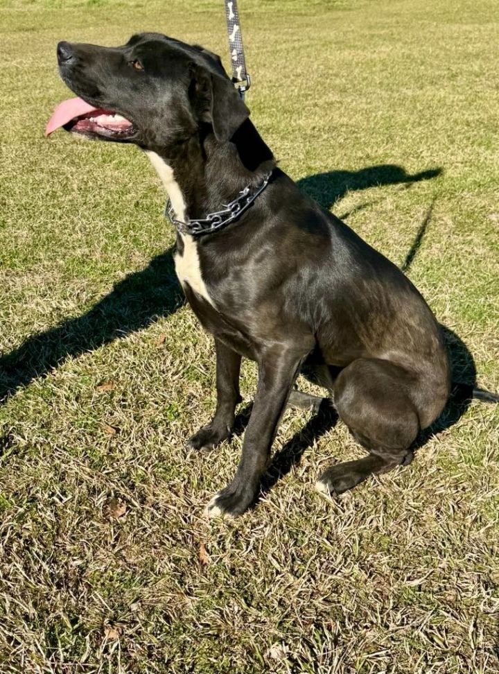 Dogo best sale lab mix