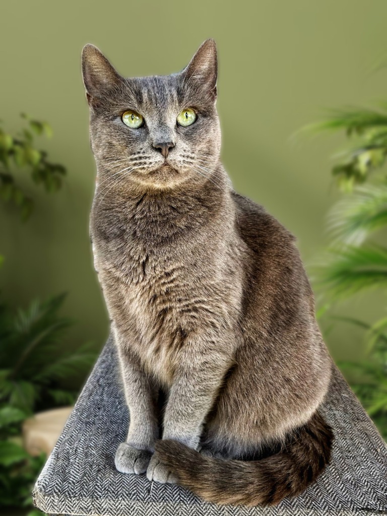 Skeeter, an adoptable Russian Blue in Seagoville, TX, 75159 | Photo Image 1