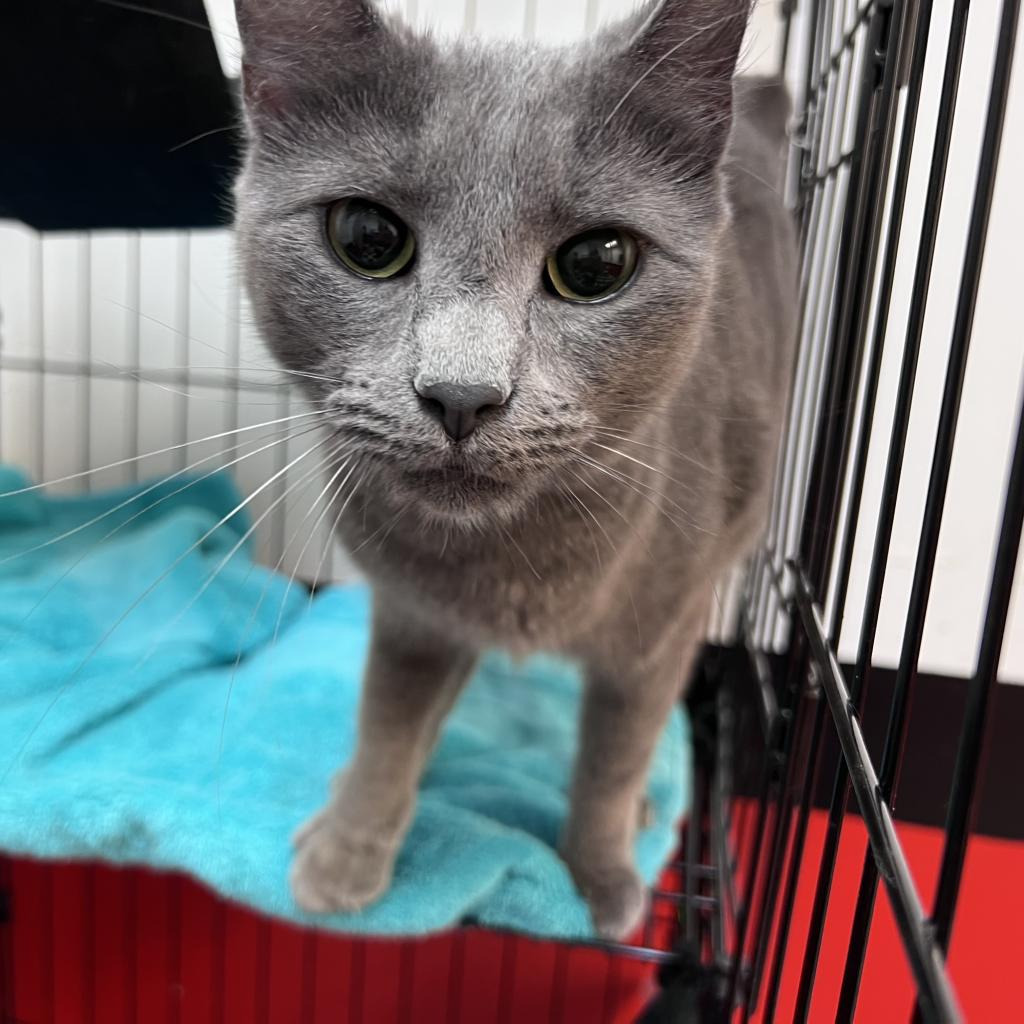Skeeter, an adoptable Russian Blue in Seagoville, TX, 75159 | Photo Image 2
