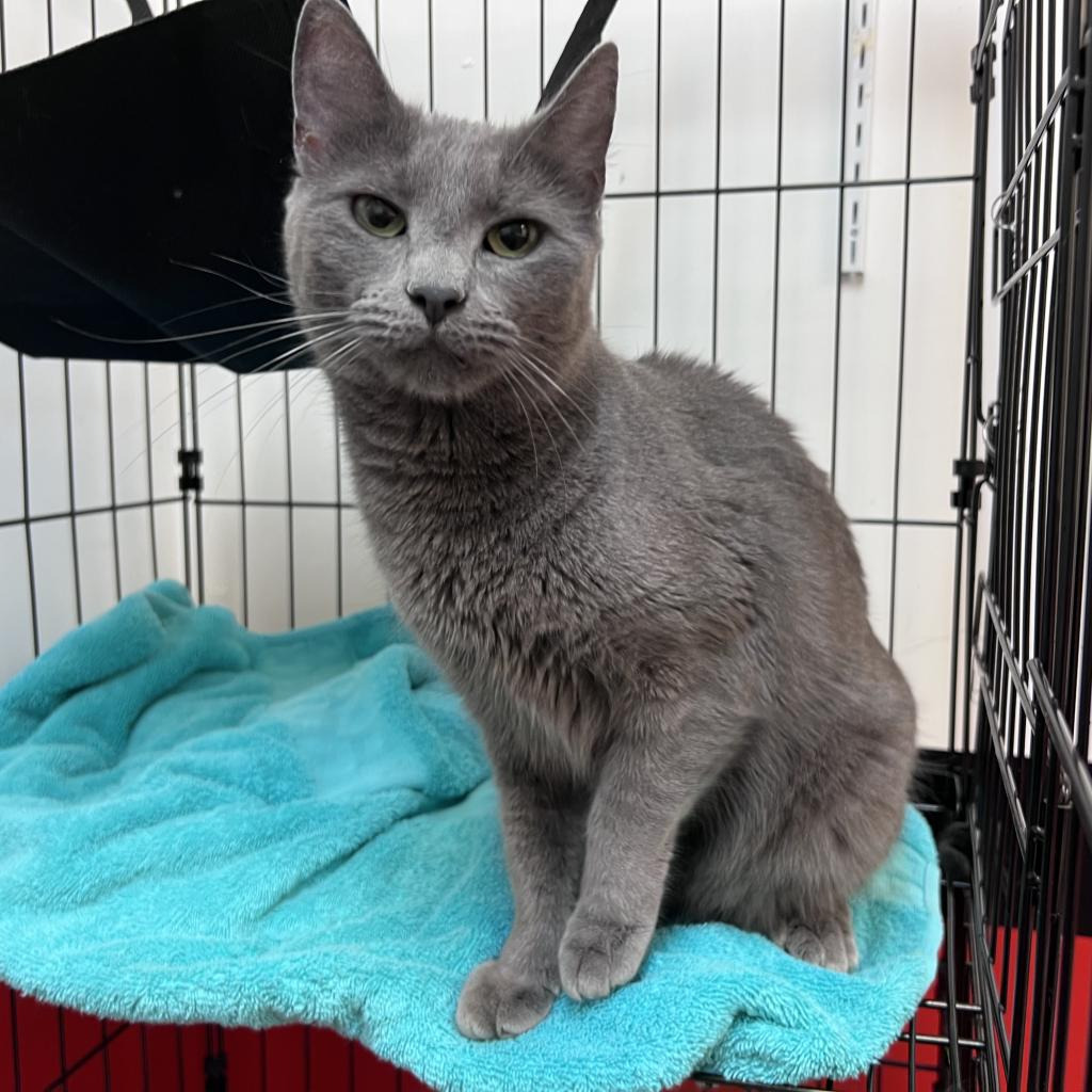 Skeeter, an adoptable Russian Blue in Seagoville, TX, 75159 | Photo Image 3