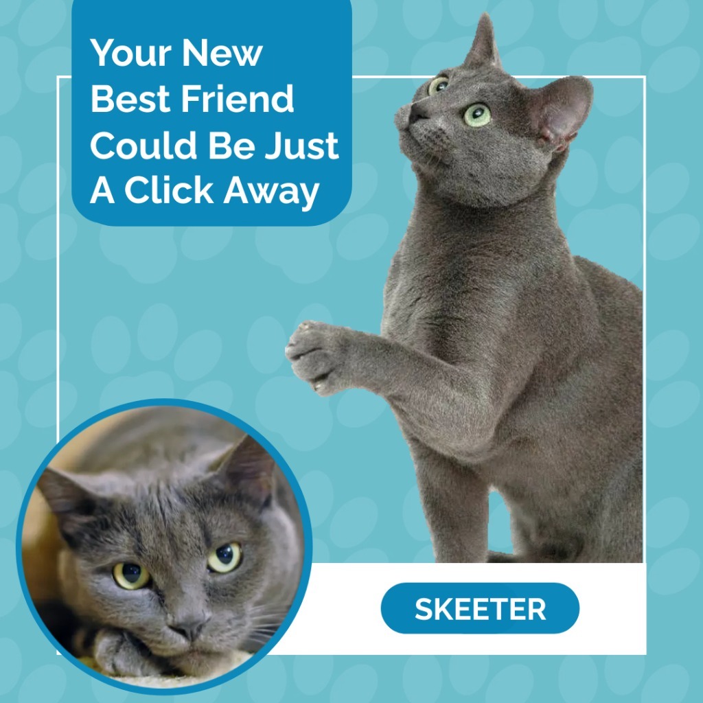 Skeeter, an adoptable Russian Blue in Seagoville, TX, 75159 | Photo Image 4