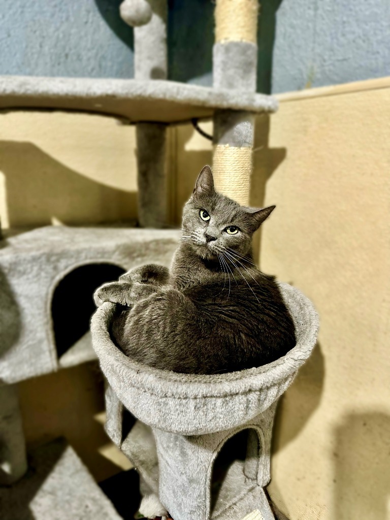 Skeeter, an adoptable Russian Blue in Seagoville, TX, 75159 | Photo Image 5