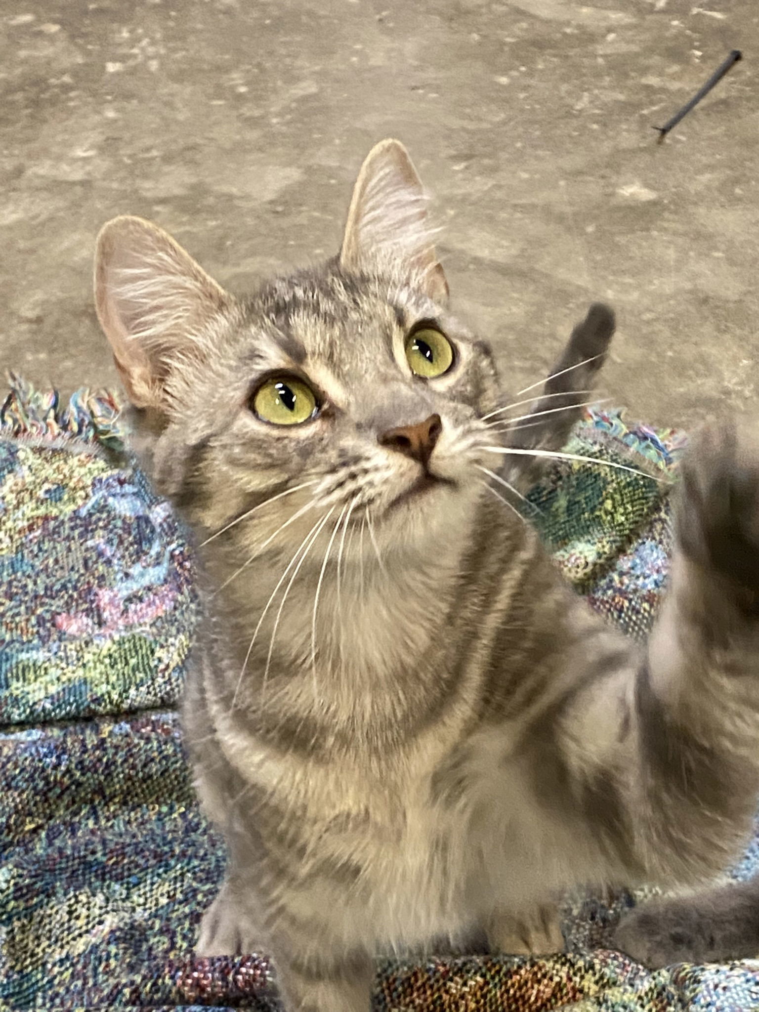 Rigby, an adoptable Domestic Short Hair, Tabby in Drasco, AR, 72530 | Photo Image 1