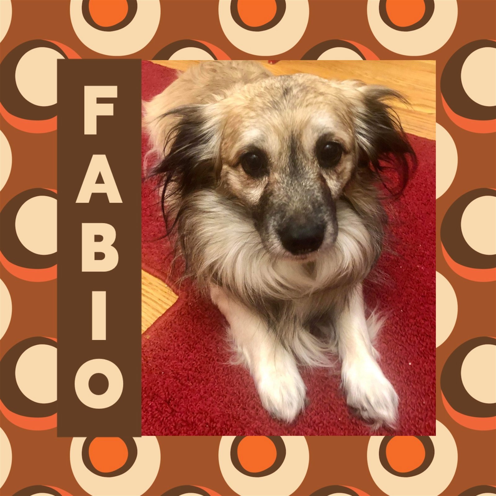 Fabio, an adoptable Papillon in Littleton, CO, 80130 | Photo Image 1