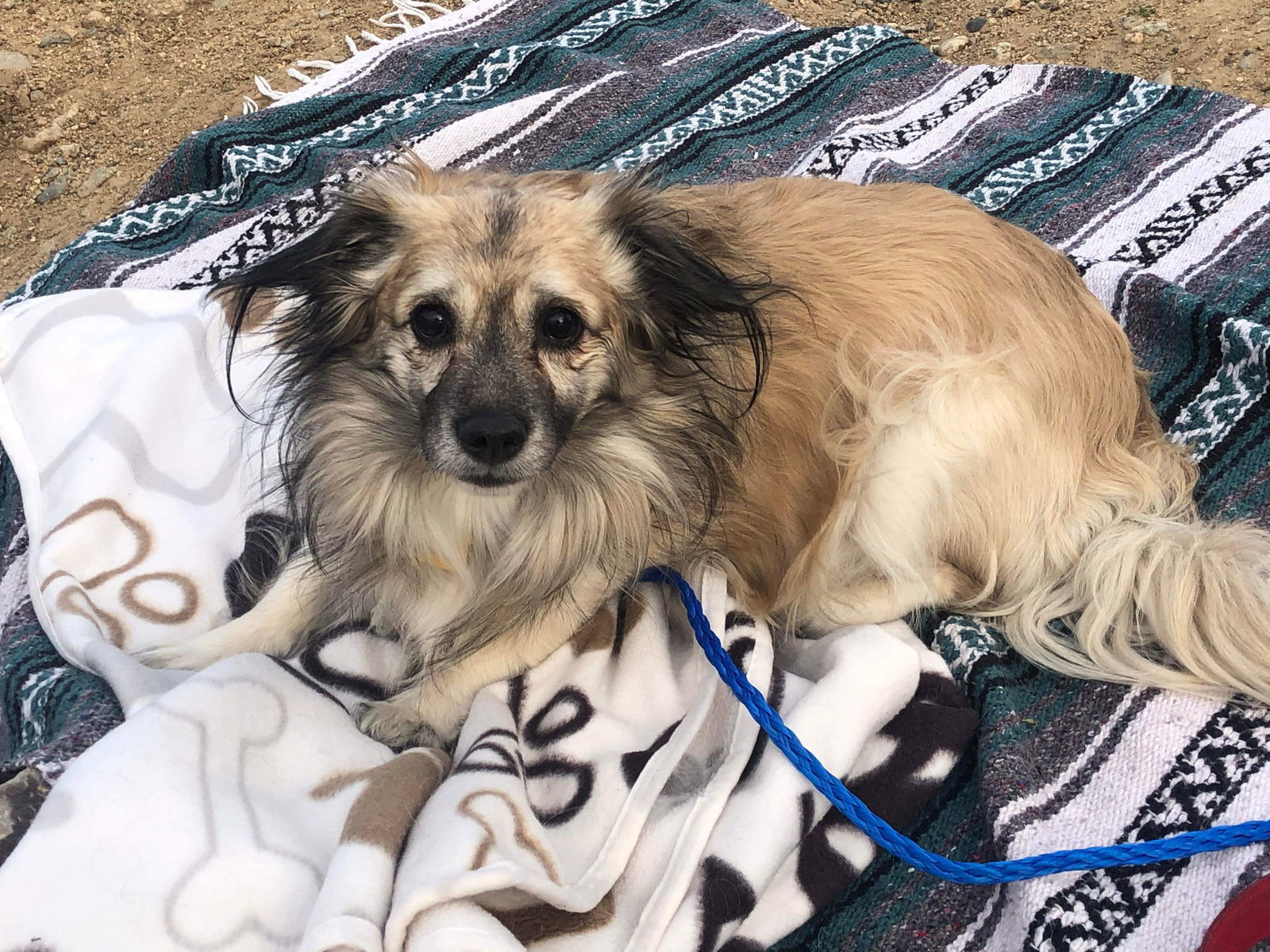 Fabio, an adoptable Papillon in Littleton, CO, 80130 | Photo Image 3