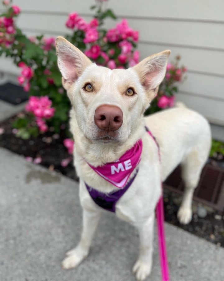 White german shepherd yellow best sale lab mix