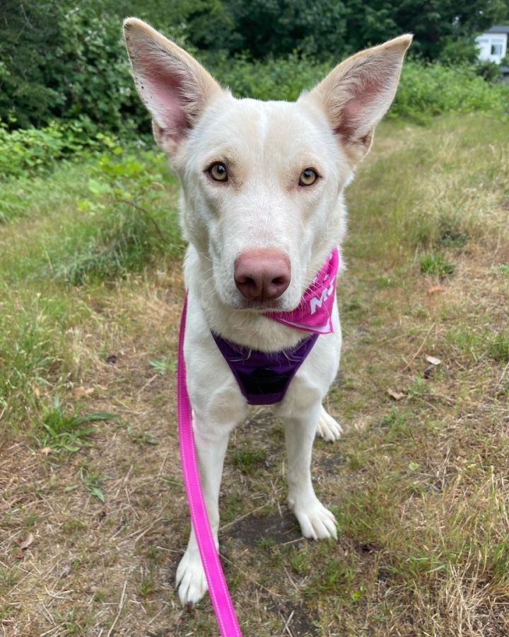 White shepherd hot sale yellow lab mix