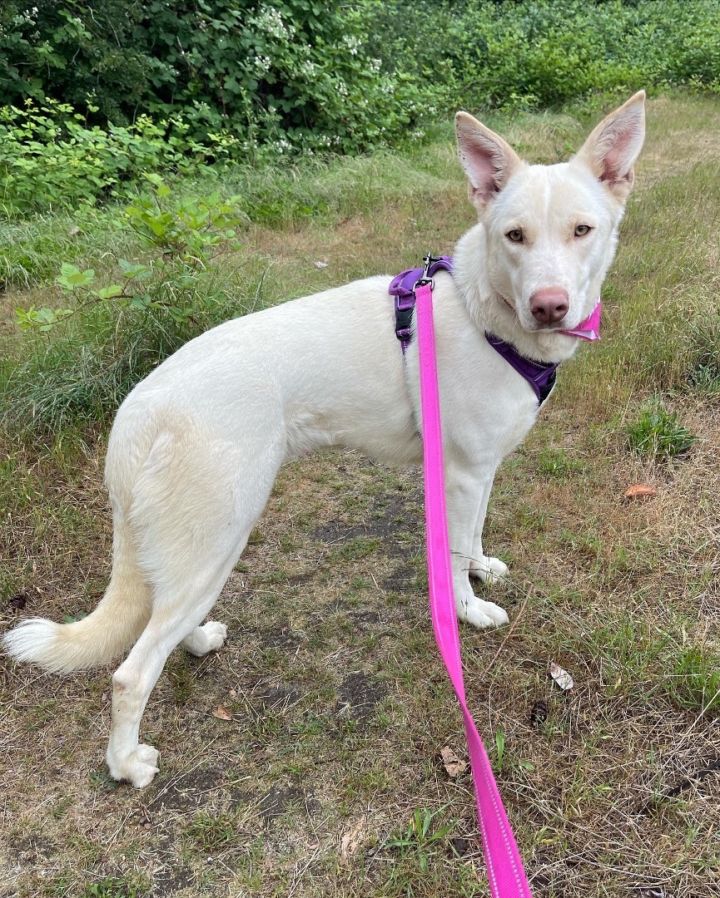 White german shepherd cheap yellow lab mix