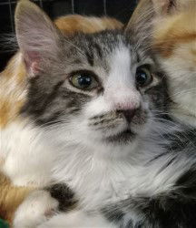 Monkey, an adoptable Domestic Long Hair in Phoenix, AZ, 85086 | Photo Image 1