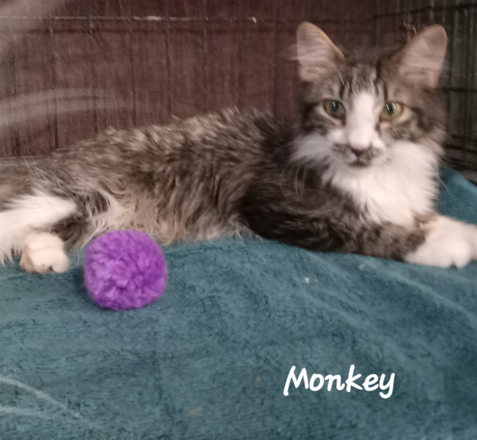 Monkey, an adoptable Domestic Long Hair in Phoenix, AZ, 85086 | Photo Image 2