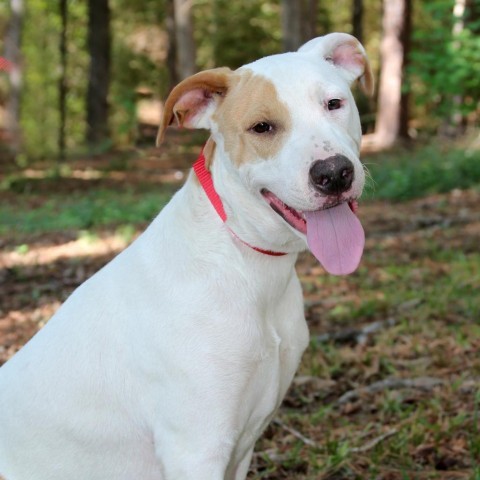 Dean, an adoptable Catahoula Leopard Dog in Natchitoches, LA, 71457 | Photo Image 1