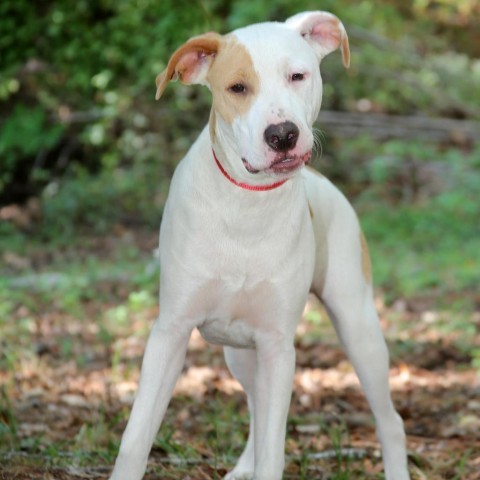 Dean, an adoptable Catahoula Leopard Dog in Natchitoches, LA, 71457 | Photo Image 2