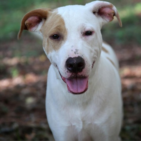 Dean, an adoptable Catahoula Leopard Dog in Natchitoches, LA, 71457 | Photo Image 4