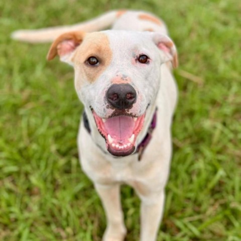Dean, an adoptable Catahoula Leopard Dog in Natchitoches, LA, 71457 | Photo Image 6