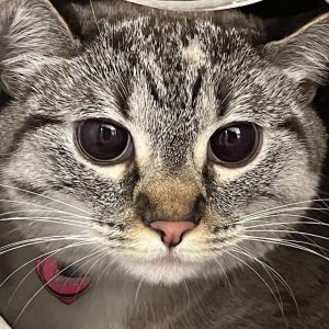 Minnie, Adult Female Siamese