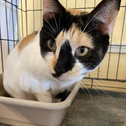 Calipso (Dorthoea), an adoptable Domestic Long Hair in Casa Grande, AZ, 85194 | Photo Image 2