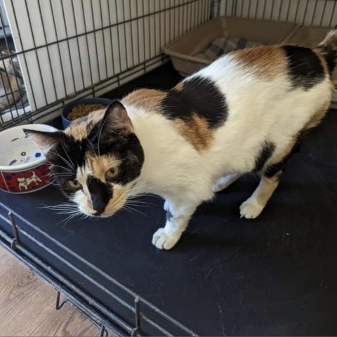 Calipso (Dorthoea), an adoptable Domestic Long Hair in Casa Grande, AZ, 85194 | Photo Image 3