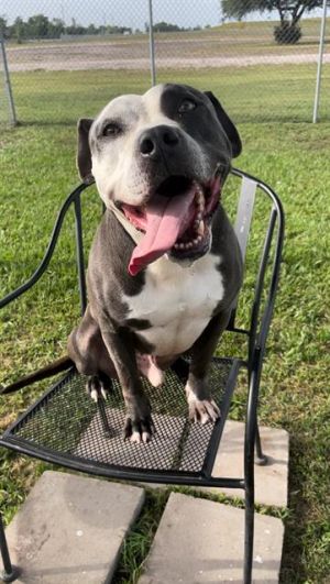 BUCKY, Adult Male Staffordshire Bull Terrier