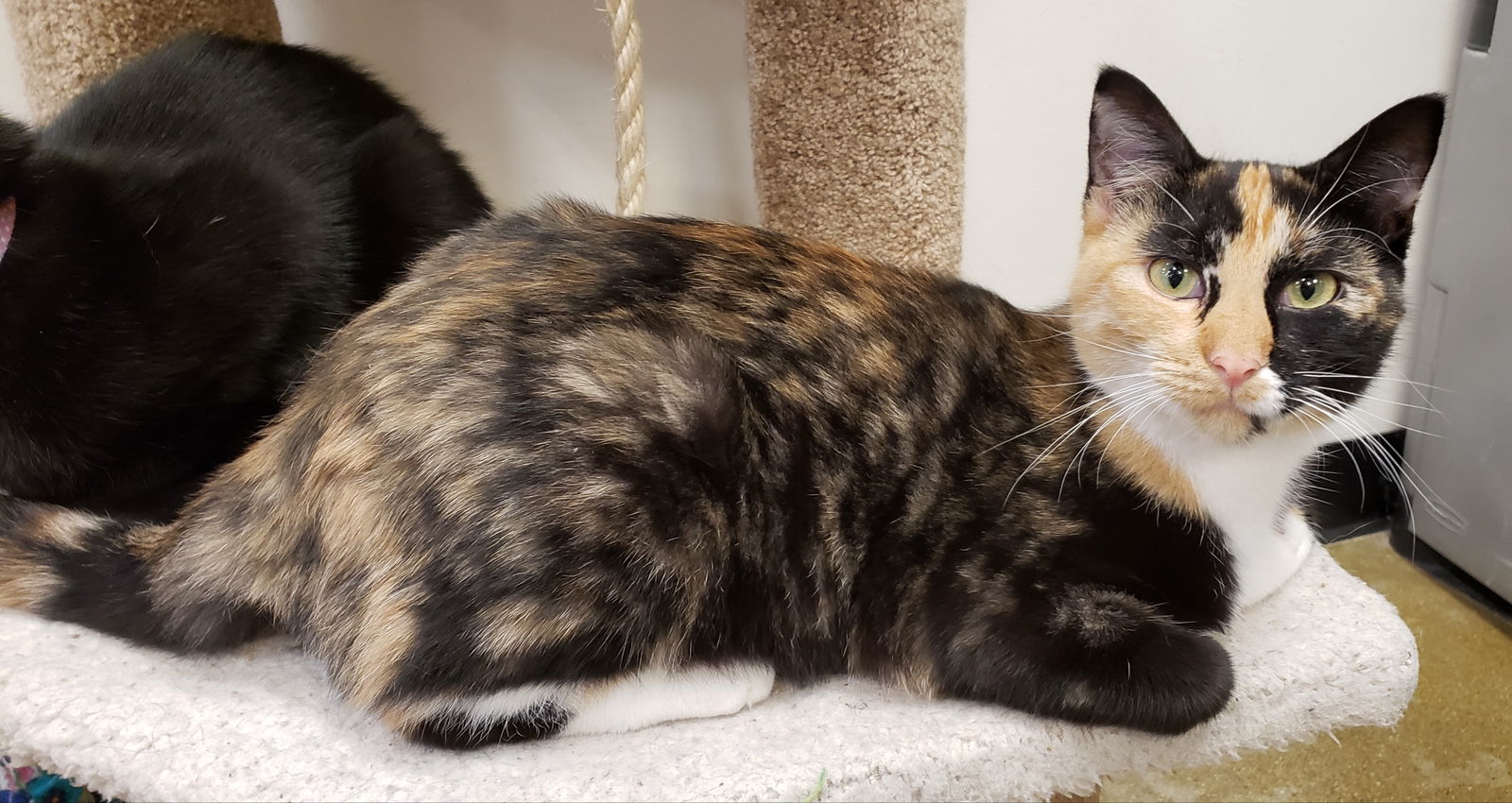 Sisu, an adoptable Domestic Short Hair, Tortoiseshell in Montello, WI, 53949 | Photo Image 1