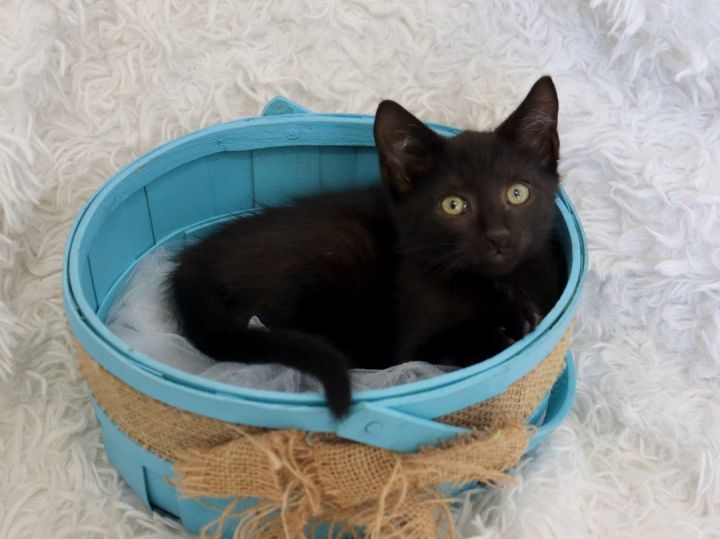 Thunder, an adoptable Bombay & Domestic Short Hair Mix in Saint Augustine, FL_image-3