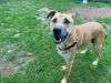 Staff Pick- Free Adoption- 29549- Chester- 3 Years Old 