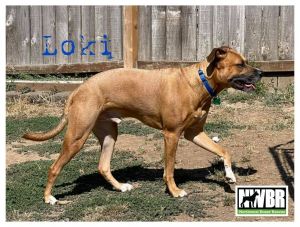 Loki 5 yo male 60 pounds Fawn Dog  Kid Friendly Crate  Leash Trained Fostered 