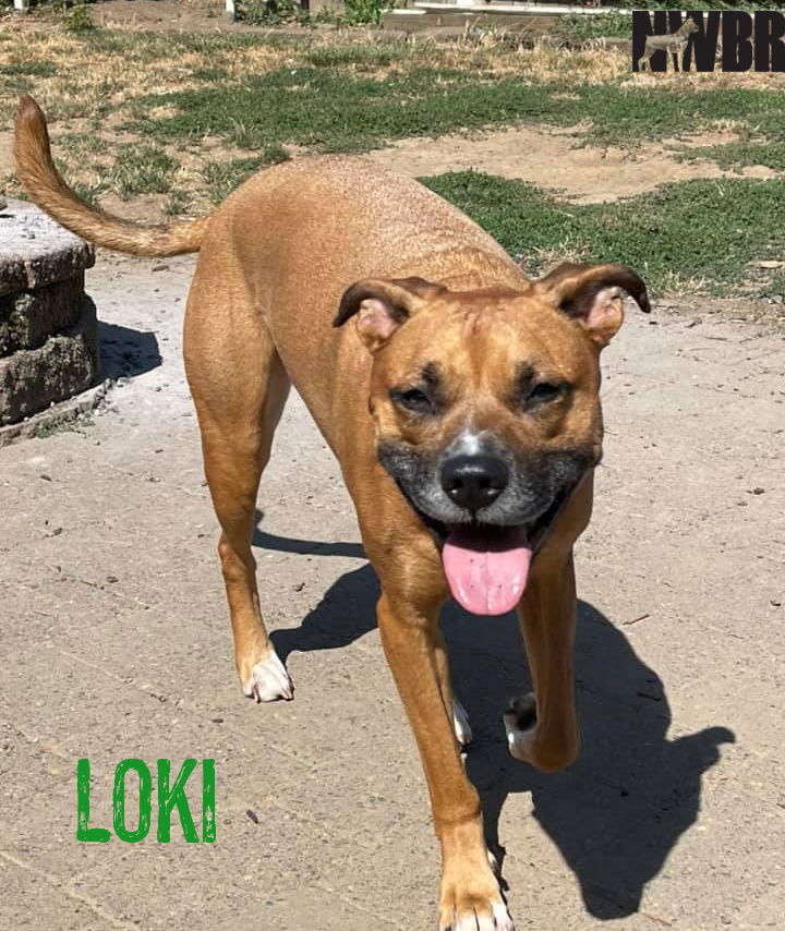 Loki, an adoptable Shepherd, American Staffordshire Terrier in Woodinville, WA, 98072 | Photo Image 2