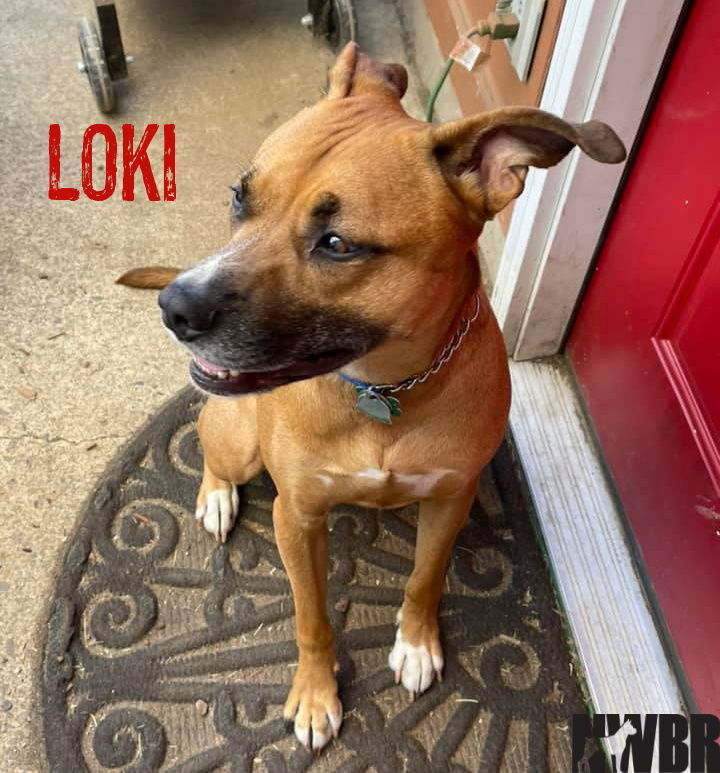 Loki, an adoptable Shepherd, American Staffordshire Terrier in Woodinville, WA, 98072 | Photo Image 3