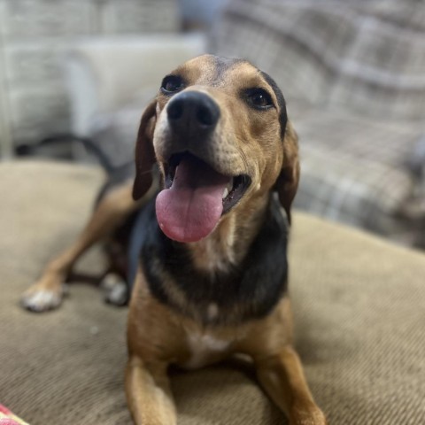 black and tan beagle mix