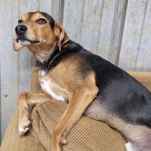 black and tan beagle mix