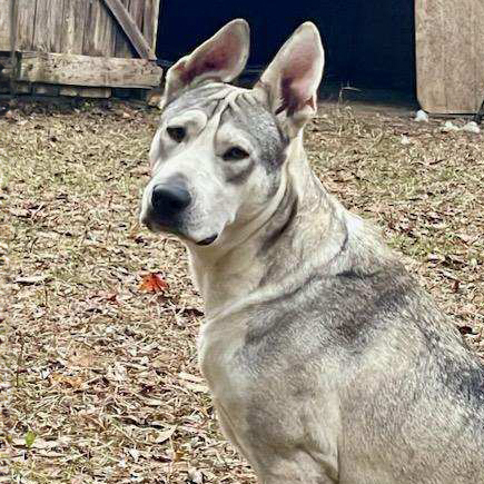 Siberian husky shar pei sales mix