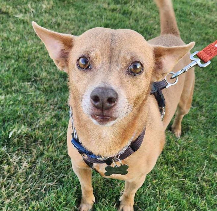Manuel, an adoptable Chihuahua & Terrier Mix in Cumming, GA_image-2