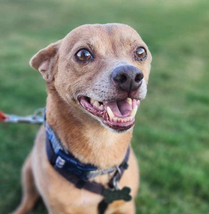 Manuel, an adoptable Chihuahua & Terrier Mix in Cumming, GA_image-5