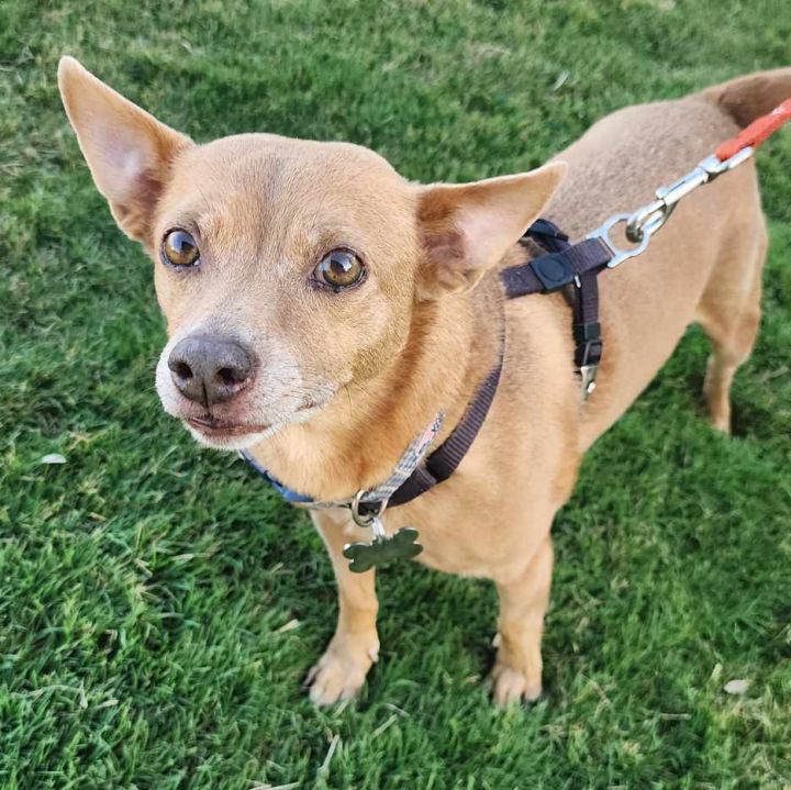 Manuel, an adoptable Chihuahua & Terrier Mix in Cumming, GA_image-6