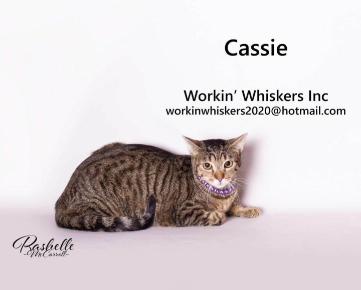 CASSIE 1