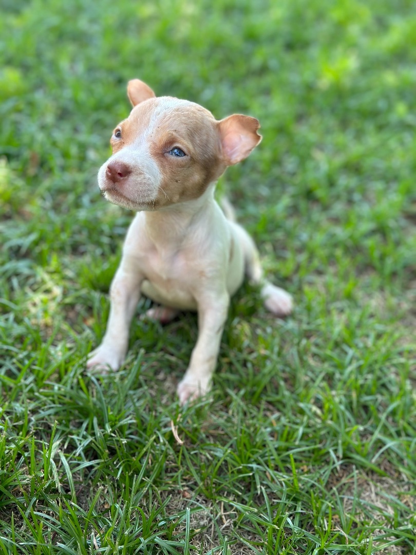 Dog For Adoption - Bagel, A Chihuahua & Pit Bull Terrier Mix In Oceano 