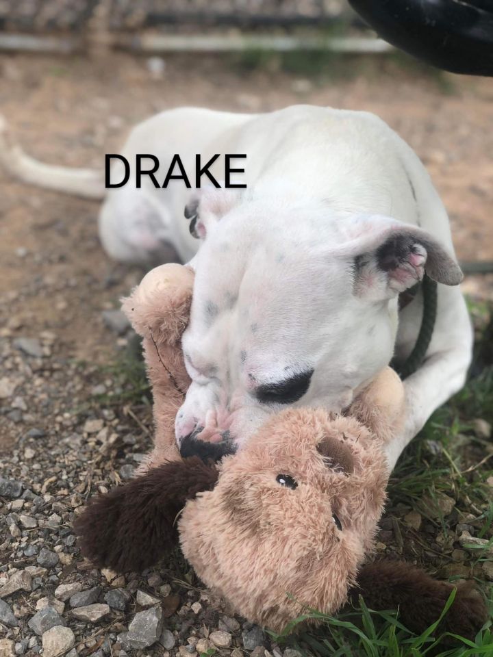 Drake, an adoptable Pit Bull Terrier Mix in Weatherford, TX_image-1