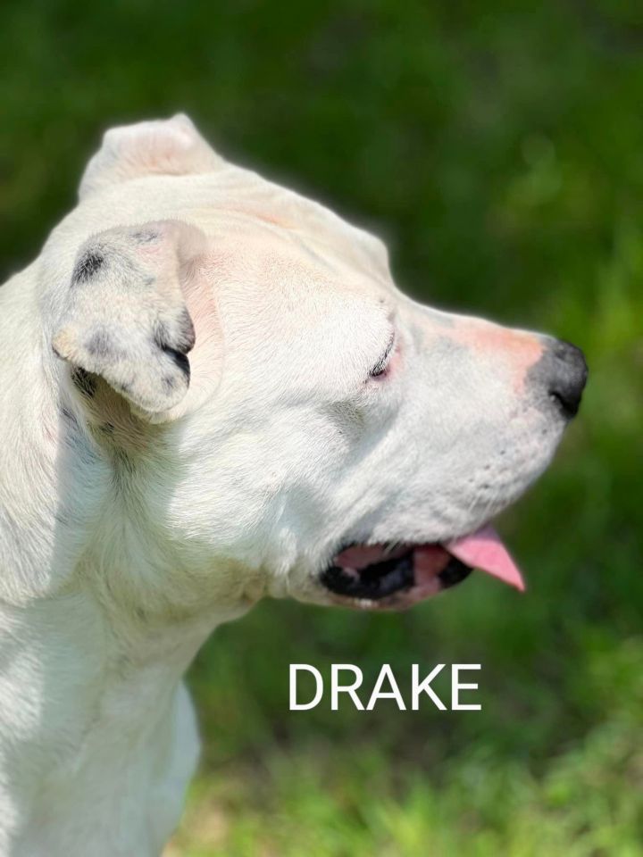 Drake, an adoptable Pit Bull Terrier Mix in Weatherford, TX_image-3
