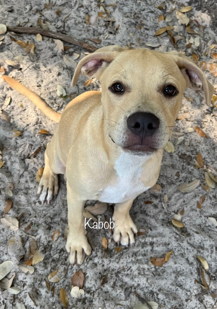 Kabob, an adoptable Bull Terrier & Labrador Retriever Mix in Fulton, TX_image-1