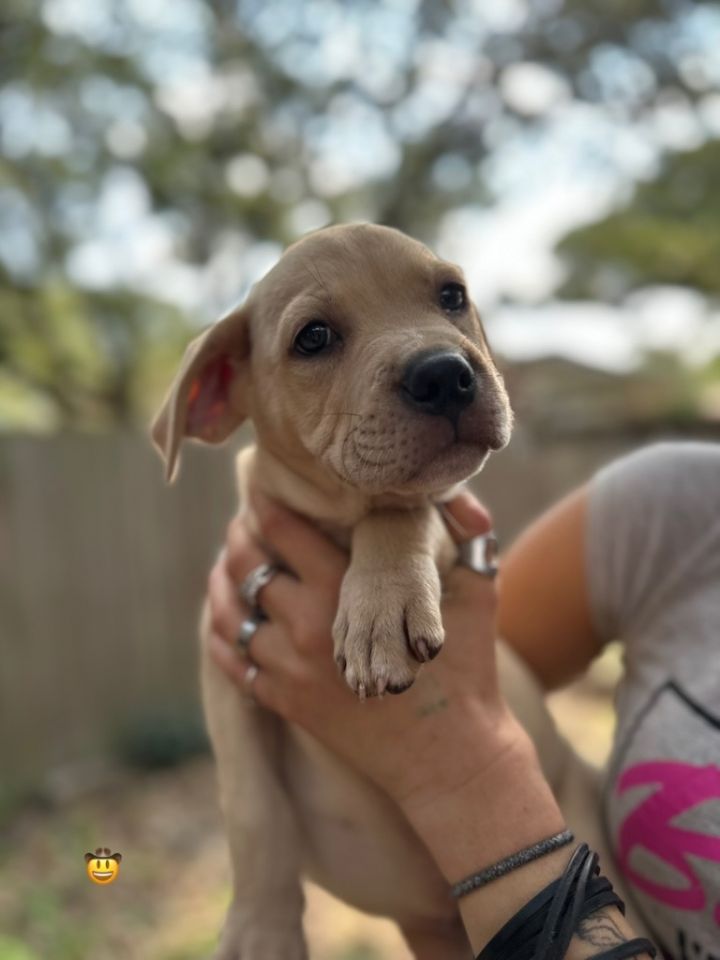 Kabob, an adoptable Bull Terrier & Labrador Retriever Mix in Fulton, TX_image-2