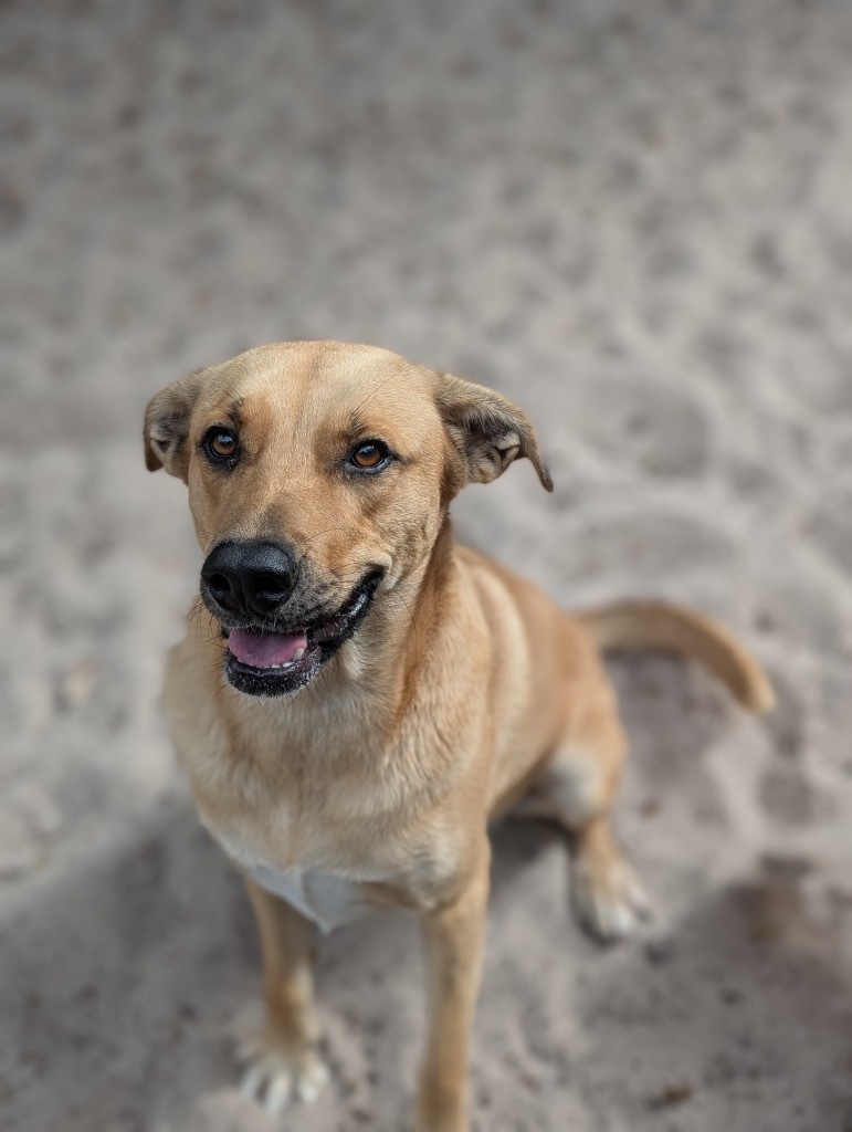 Sandra Lee, an adoptable Husky, Shepherd in Fulton, TX, 78358 | Photo Image 1