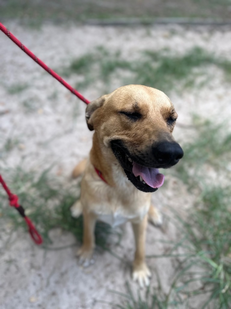 Sandra Lee, an adoptable Husky, Shepherd in Fulton, TX, 78358 | Photo Image 3