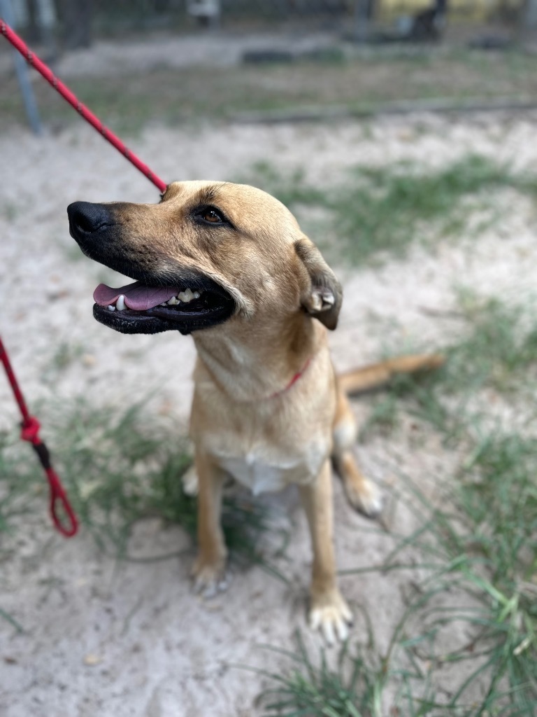 Sandra Lee, an adoptable Husky, Shepherd in Fulton, TX, 78358 | Photo Image 4