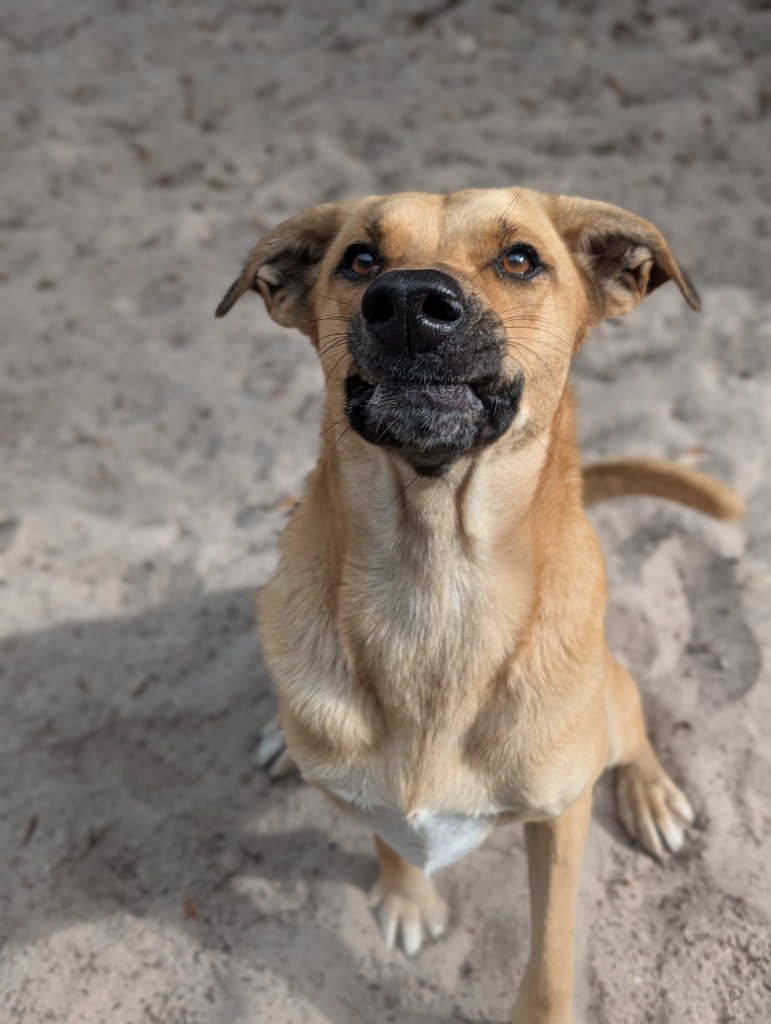 Sandra Lee, an adoptable Husky, Shepherd in Fulton, TX, 78358 | Photo Image 6