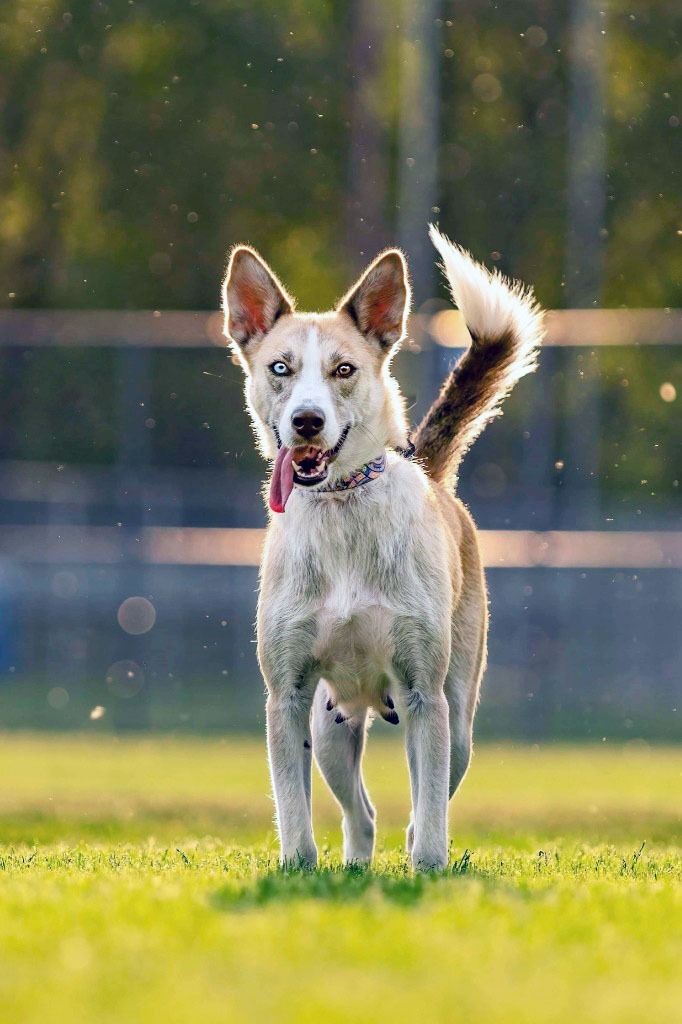 Dog for adoption - Bell, a Husky & Labrador Retriever Mix in