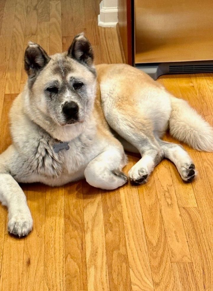 Dog for adoption Siri an Akita in Morehead City NC Petfinder