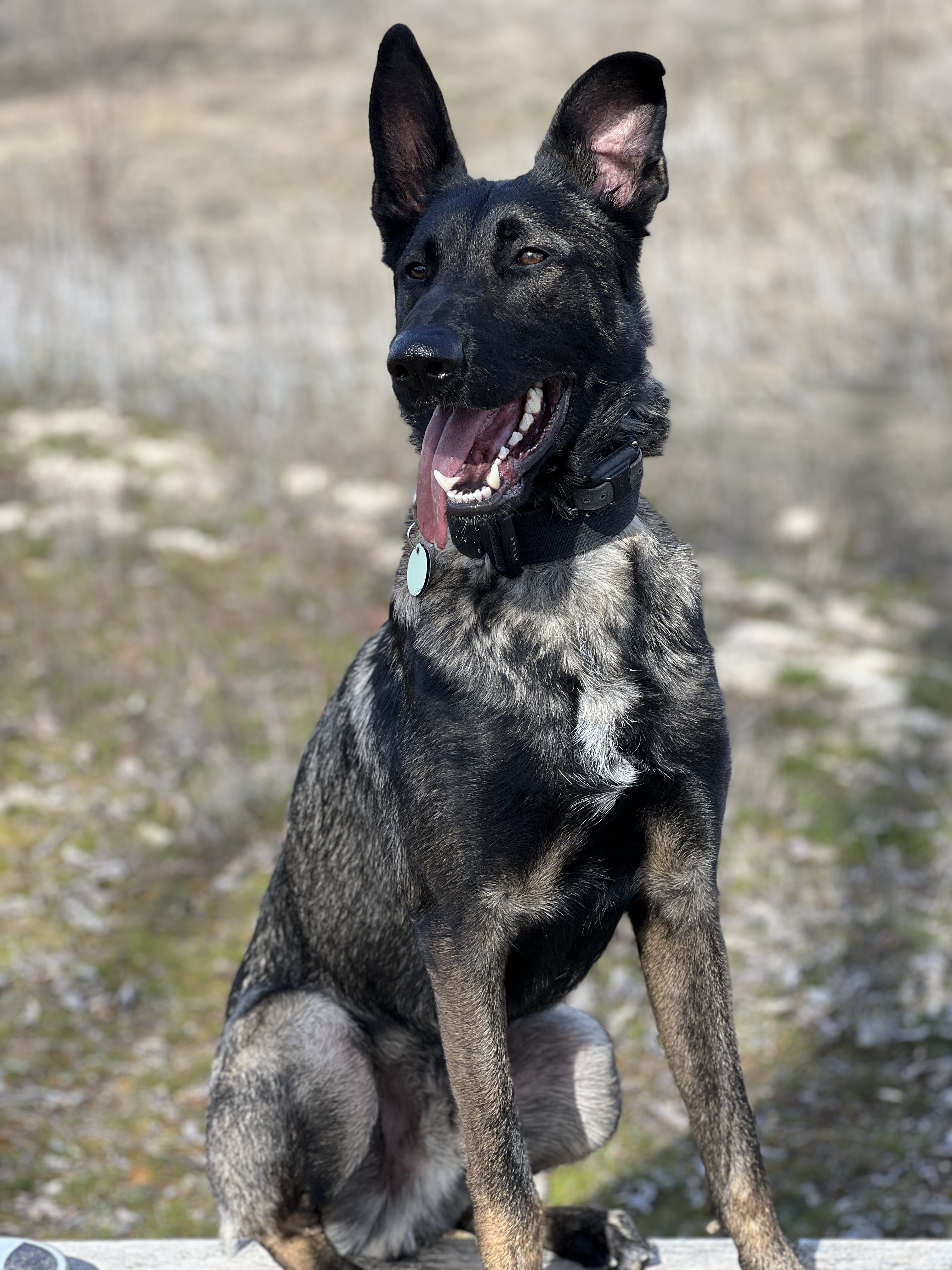 Jura, an adoptable Belgian Shepherd / Malinois in Vancouver, WA, 98686 | Photo Image 4