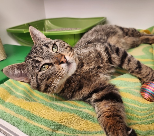 Cat for adoption Aldo, a Domestic Short Hair Mix in Kelowna, BC