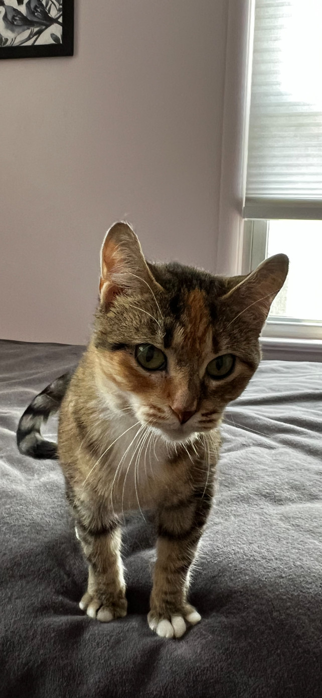 Robyn, an adoptable Domestic Short Hair in Rochester, NY, 14626 | Photo Image 1